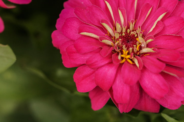 Rosa, Mexikói rose, rózsaszín virág, természet