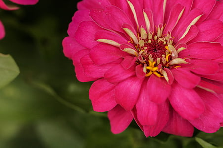 Rosa, mexicanske rose, lyserød blomst, natur
