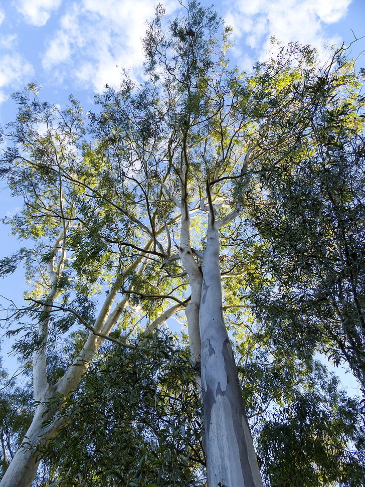 eucalyptus, tree, nature, australia, forest, outdoors, travel