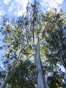 eukalyptus, strom, Příroda, Austrálie, Les, venku, cestování