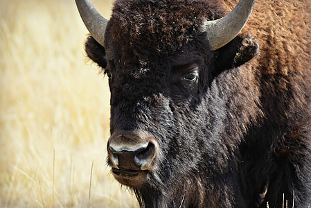 búfalo, Yellowstone, flora y fauna, Bisonte, Wyoming, nacional, Parque