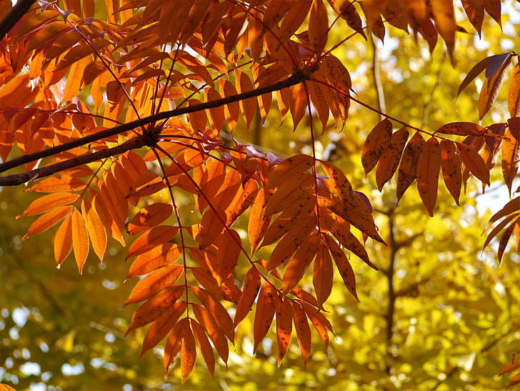 dzeltens lapām, rudens lapas, gingko koks, sarkana, Huang, filiāle, vēnu