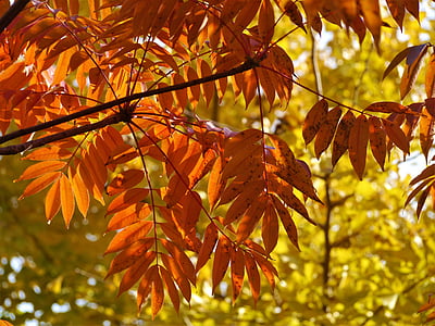 yellow leaves, autumnal leaves, gingko tree, red, huang, branch, vein