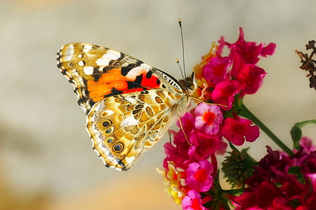papillon, insecte, macro, Closeup, fleurs, plantes, été