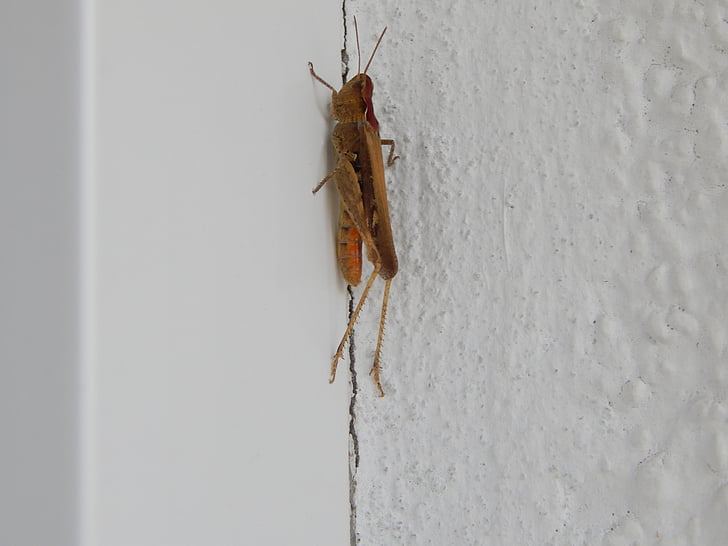 Cricket, insetto, tettigonia viridissima
