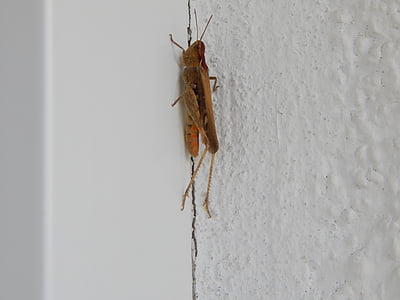 Cricket, insect, grote viridissima