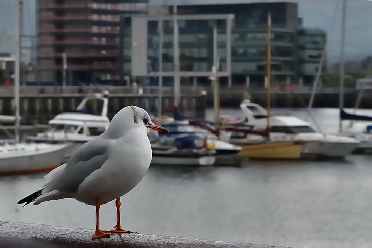 seagull, haven, port of belfast, bird, sea, nature, animal