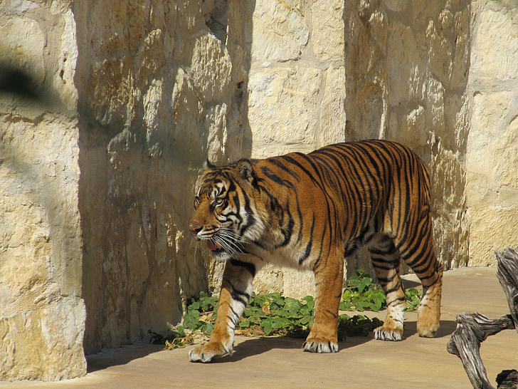 Sumatraanse tijger, grote kat, tijger, strepen, kat, zoogdier, carnivoor