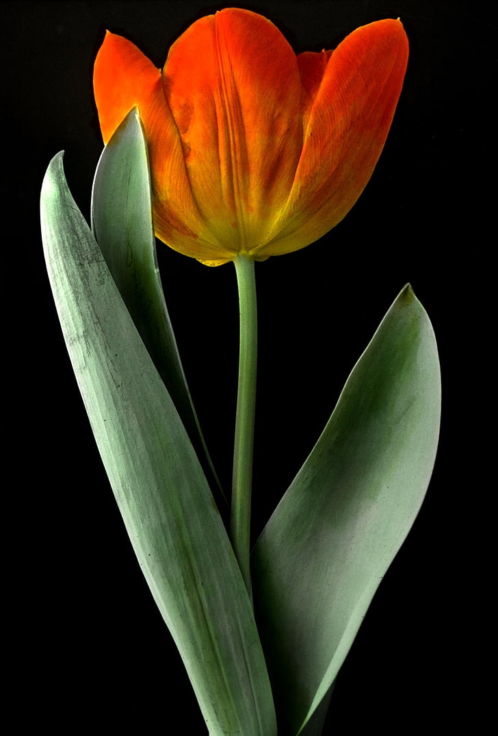 tulip, flower, plant, blooming, blossom, red, spring