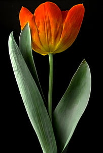 Tulip, flor, planta, florece, flor, rojo, primavera
