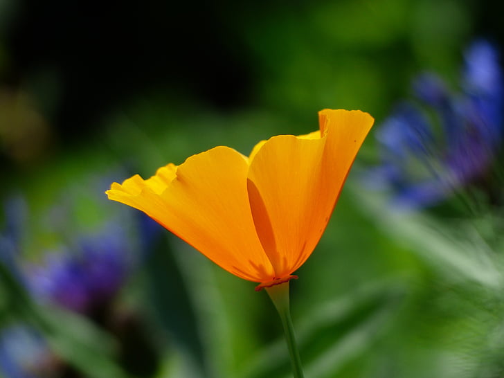 Eschscholzia californica, amapola, flor, floración, planta, naranja, brillante