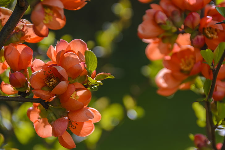 cotoneaster berbunga, merah, bunga, musim semi, sinar matahari, cahaya kuat, cahaya