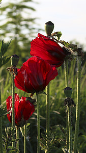 flowers, poppy, blossom, bloom, plant, nature, red