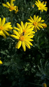 Κίτρινο, λουλούδι, Τουρκία, φύση, πράσινο, κίτρινο λουλούδι, χρώμα
