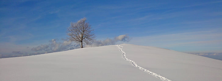 взимку, дерево, сніг, небо, синій, відпочинок, Природа