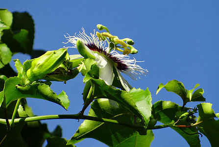 страст цвете, цвете, маракуя, маракуя, Passiflora edulis, лоза, катерач