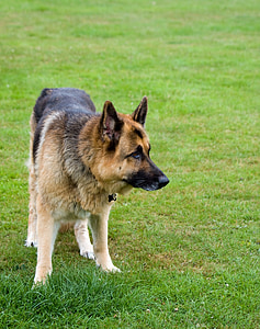 câine, Ciobanesc german, alsacian, animale, animal de casă, canin, frumos