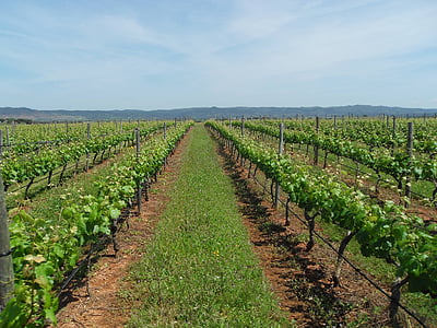 kebun anggur, anggur, Alentejo, pertanian, bidang, adegan pedesaan, pertumbuhan