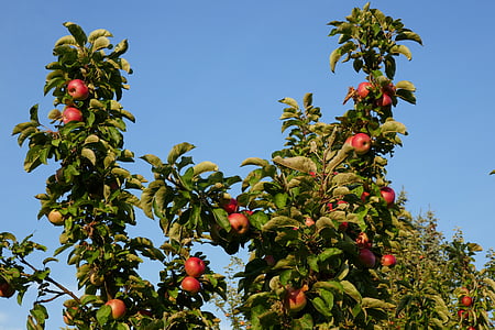 Apple, äppelträd, frukt, naturen, hösten, gren, skörd