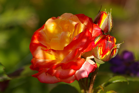 Hoa hồng, Bud, Rumba, mùa hè, Làm đẹp, Đẹp, nở hoa