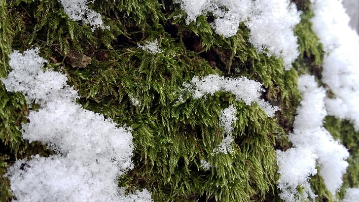 Metsä, talvi, lumi, Puola, rumia, Moss
