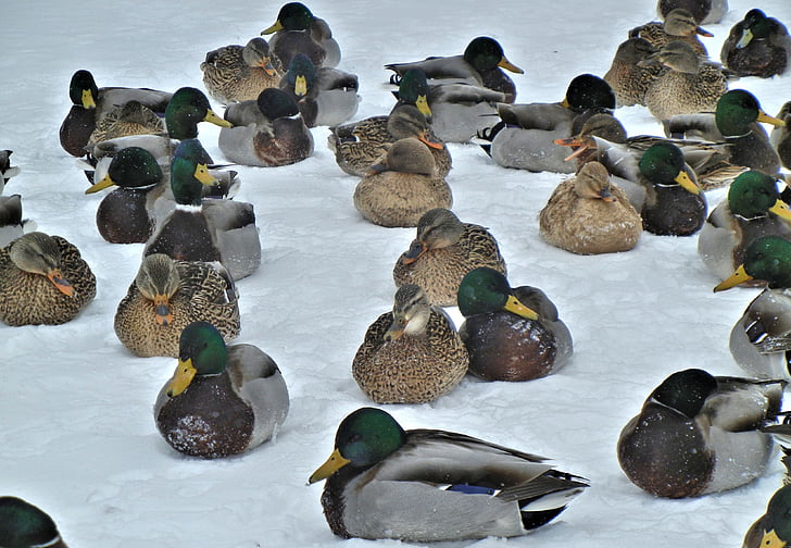 mallard ducks, nature, birds, snow, winter, canada