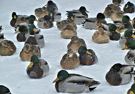 kaczki krzyżówki, Natura, ptaki, śnieg, zimowe, Kanada