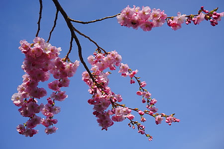 japanilaisten kirsikkapuiden, kukat, vaaleanpunainen, haara, Japanin kukinnan kirsikkapuu, koriste kirsikka, japanilainen kirsikka