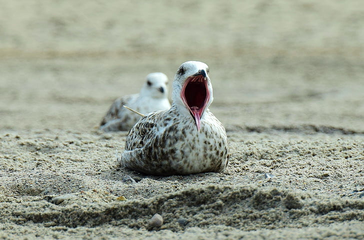 seagull, beach, yawn, bill, animal themes, sand, one animal