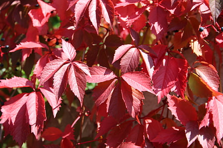 foglie, rosso, primavera, foglie rosse