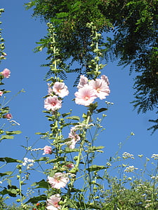 blommor, Rosa, rosa blomma, naturen, trädgård, Peradeniya, vacker blomma