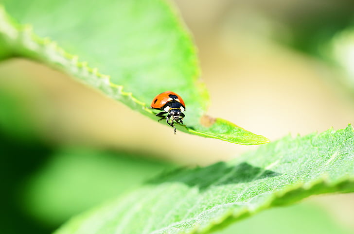 mariehøne, syv-spot ladybird, set forfra, Coccinella septempunctata, Bille, insekt, bevinget insekt