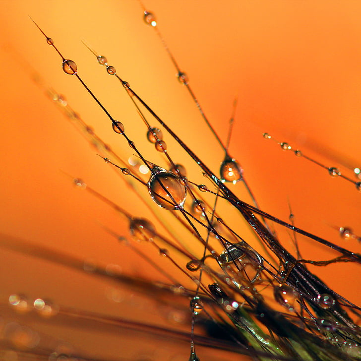 dew, dewdrops, nature, water, grass, mist, morning