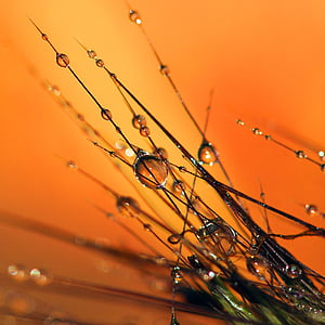 dew, dewdrops, nature, water, grass, mist, morning