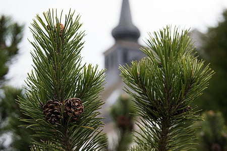 pine, pine cones, church, steeple, tap, conifer, pine needles