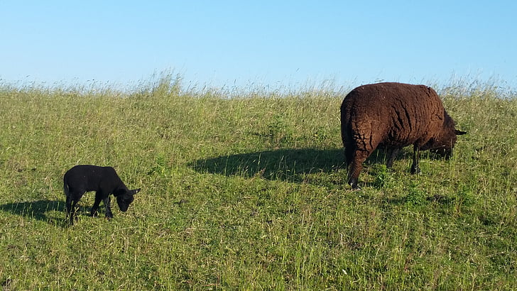 zwarte schapen, weide, hemel, Oost-Friesland