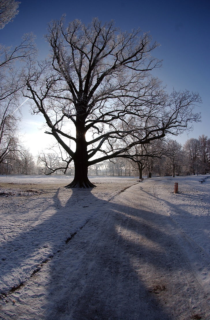 Stadt Park gotha, Eis, Winter, Frost, Kälte, Natur, Schnee