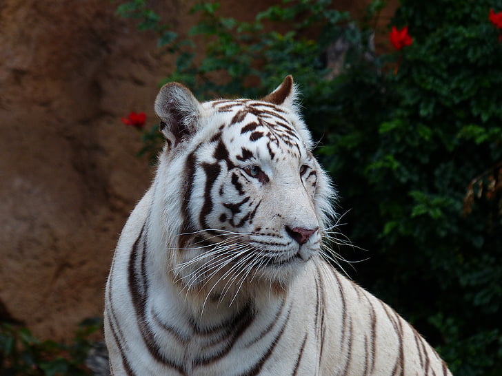 Tigre de Bengala branco, Tigre, gato, predador, perigoso, gato selvagem, gato grande