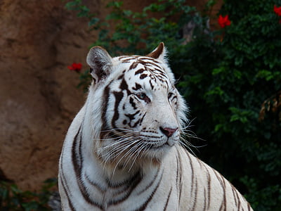 бял бенгалски тигър, Тигър, котка, Хищникът, опасни, дива котка, голяма котка