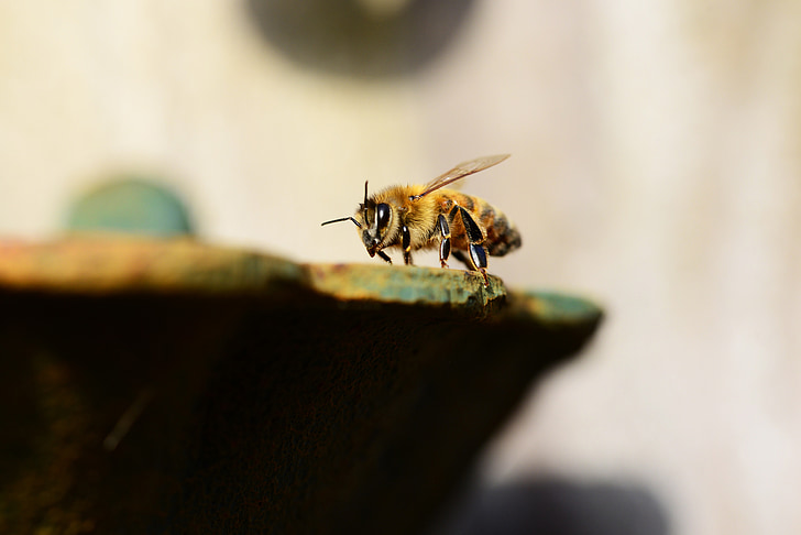 honning, Bee, vand, Buckfast, insekt, Honey bee, vinger