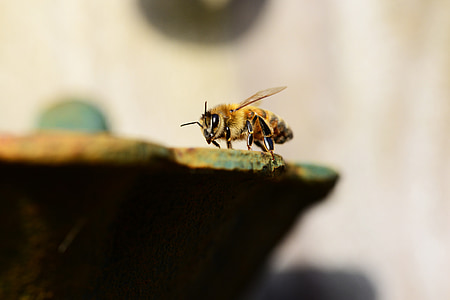 honung, Bee, vatten, Buckfast, insekt, honungsbiet, vingar