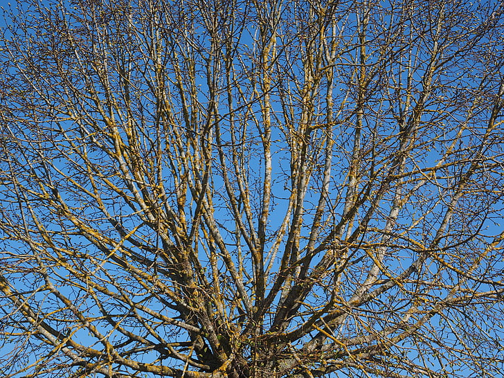 Baum, kahl, Frühling, Elm, ästhetische, kugelförmig, sprießen