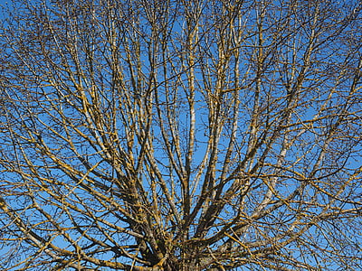 árvore, Kahl, Primavera, Olmo, estética, globosos, broto