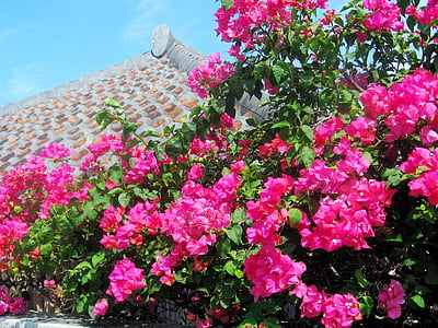 Ishigaki sala, Bugenvilija, mėlynas dangus, Okinawa, Blizgučiai, stogo, plytelių