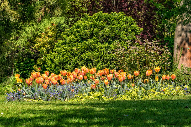 blomster, tulipaner, hage, våren, gul, Park, vedlikeholdt