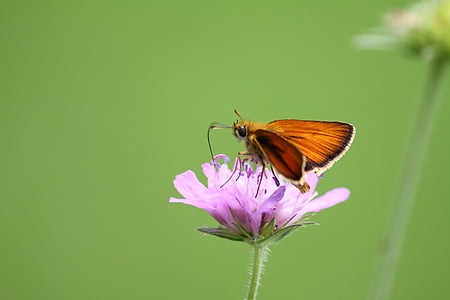 Moth, naturen, fjäril, vilda djur, sommar, blomma, insekt