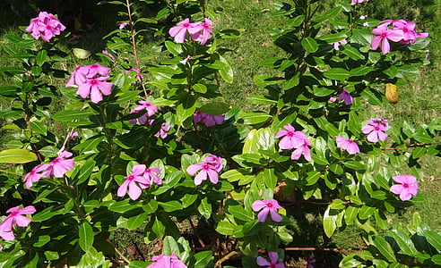 Catharanthus roseus, pervinca, flor, pervinca de Madagascar rosado, pervinca de cabo, Rosa lilás, rosy periwinkle
