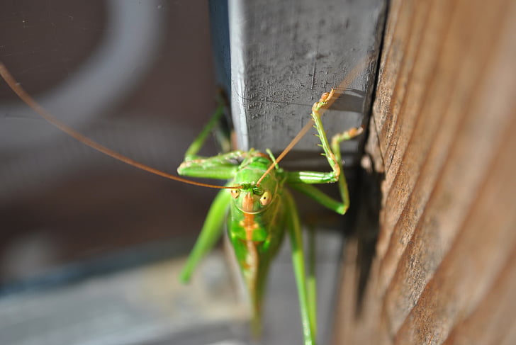 grasshopper, animal, close, insect, green