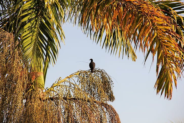 птах, Palm, Ямайка, екзотичні, чудова, Карибський басейн, настрій