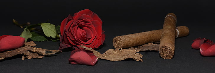 rose, red rose, cigar, tobacco leaves, rose petals, flower, blossom